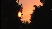 Sunset In A Park