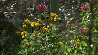 Des fleurs à travers les trous de clôture