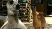 Alapacas, ezel en andere dieren