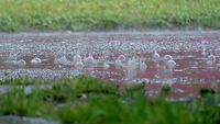 Slow Motion Rain Stock Footage