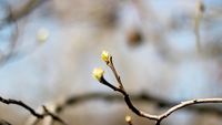 Budding Branch and a Decayed Fruit Free HD Video