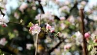 Apple Branch With Buds Free Stock Footage