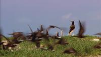 Wildlife Stock Video 
