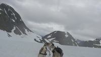 Een team van sledehonden trekt door het ijzige terrein van Alaska 4k