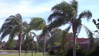 Breezy palm trees stock video