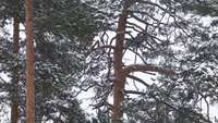 Tree under snow