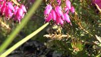 Bee on Flower Slow Motion 50% Video