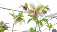 Künstlerische Aufnahmen von hellebores blüht