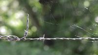 hidden spider