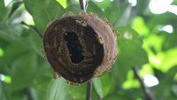 wasp nest low angle