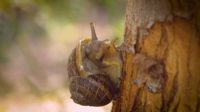 Close Up Of Snail On Tree