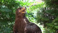 Portrait de Faucon assis dans la nature des arbres