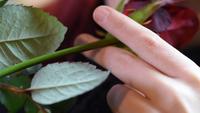 Valentine Gift. Jong meisje ruiken op een rode roos