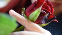 Valentine Gift. Jong meisje ruiken op een rode roos