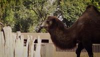 Camel Walking In Zoo Habitat