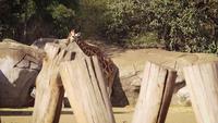 Giraffe In Zoo Habitat