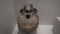 Wetenschapsspecimen van basis van menselijke schedel