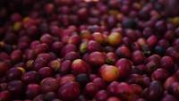 Slow motion of Raw coffee beans fall to the ground.