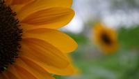 Beautiful sunflower in the wind