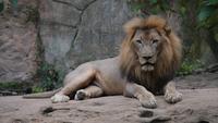 Vida de león (panthera leo) relajarse en la naturaleza