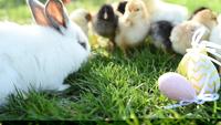 Bouchent les poulets nouveau-nés et le lapin de Pâques dans des tons chauds sur le terrain en herbe sur fond vert.