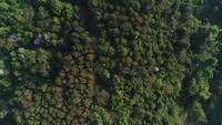 Flygfoto regnskog i berget