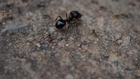 Close up of black house ants working together in nature