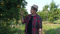 Farmer man look Orange tree in the orange garden