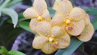 Vanda orchid flower in orchid garden at winter or spring day.