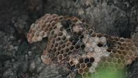Hornets or wasps are nesting on trees.