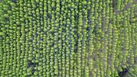 Flygfoto över regnskogen i Thailand.