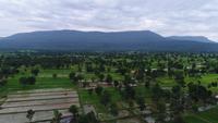 Flygfoto grön ris gård område i Thailand.