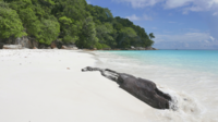 Tropical Beach 
