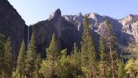 Uma floresta de pinheiros situada em um desfiladeiro de Yosemite