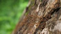 Ants Marching On Trees