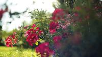 Beautiful red flowers in a summer park