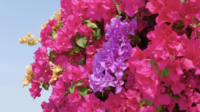 Beautiful Bougainvillea Flower