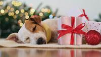 Perro dormido alrededor de decoraciones navideñas