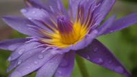 Purple Lotus Flower 