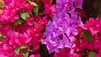 Pink Bougainvillea Flower