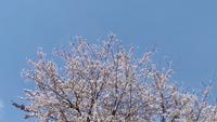 Japanese Cherry Blossom 
