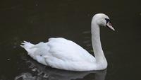 Natação de cisne branco