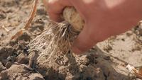 Man Cleaning up Fresh Garlic Roots