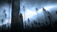 Schwerer Gewittersturm im Wald