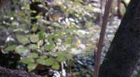 Tree in the Forest