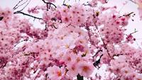 Sakura Flowers Close up