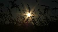Prairie sombre et lumière du soleil