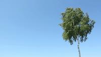 Birch Tree Against A Blue Sky