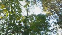 Blurred background of the tops of the trees in a forest