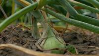 Onion plant in the garden